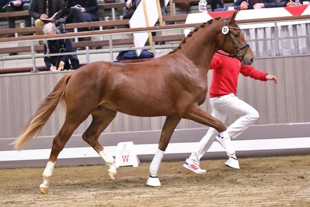 Der Werdegang des Hengstes Viva la Vida/ Va Va Voom sorgt für Diskussionen. | © Bischoff