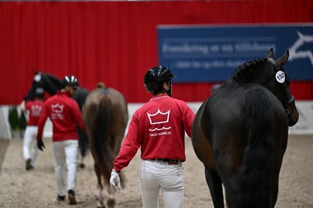 Die Dänische Warmblutkörung findet derzeit in Herning statt. | © Ridehesten