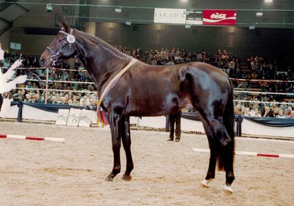 Eine tiefgefrorene Rarität und zugleich eine hochinteressante Anpaarungsofferte für die moderne Dressurpferdezucht stellt unter anderem der Siegerhengst von 1998 und im Grand-Prix siegreiche Monteverdi (v. Partout ) | © Werner Ernst