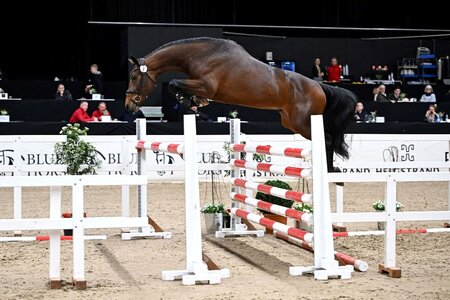 Maskedals One Direction, Prämienhengst Springen in Herning | © Ridehesten