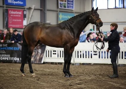 Jack the Robin xx: Englischer Vollblutvererber von besonderer Güte für die deutsche Reitpferdezucht. | © Schoukens