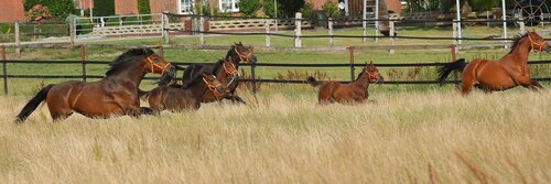 Die Zucht-Zahlen in Deutschland sind weiter rückläufig. | © Bischoff