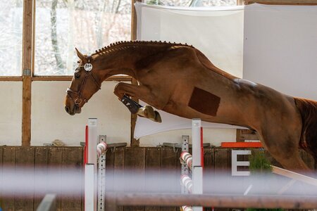 "Hashtag Blue", Sieger bei den vierjährigen Pferden, im Besitz von Ronja Schlingheider. | © Privat