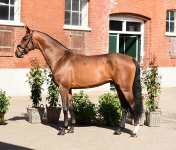 Casall de Cord v. wurde in Elmshorn gekört.  | © Bugtrup