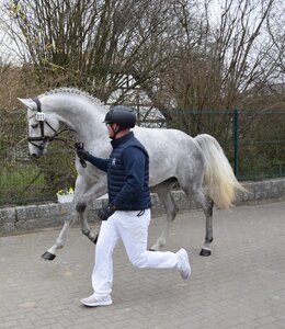 Cooper F wurde von Rocco Henning in Plaaz in Szene gesetzt. | © Verband der Pferdezüchter MV
