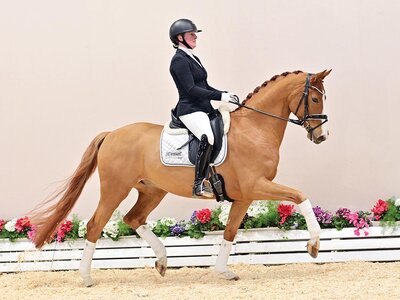 Be Gold vor dem Moore v. Bon Vivaldi NRW - Sungold – De Niro | © OLD Art