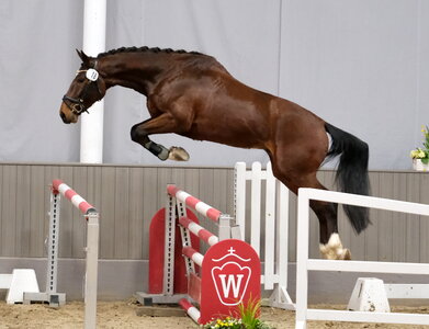 Bei den vierjährigen Reitpferden erzielte Asterix, der Sohn des Aganix du Seigneur Z, die Tageshöchstnote von 9,1. | © Thomas Hartwig