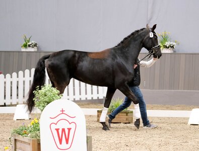 Die Bonds-Tochter Belle Amour CN aus der Zucht von Christa Nagelschmidt-Terwort (Wuppertal) erzielte mit einem Zuschlag von 115000 Euro das beste Ergebnis der Westfälischen Frühjahrsauktion. | © Hartwig