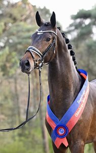 Der Siegerhengst Zarenstern v. Zuperman - San Amour I. | © Beelitz