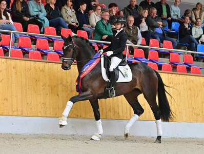 Der Siegerhengst der Oldenburger Sattelkörung Zarenstern v. Zuperman - San Amour I ist Prteisspitze. | © OLD Art