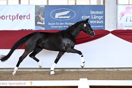 Der Vererber Secret stellte die Siegerin der vierjährigen Dressurpferde. | © H. Fischer