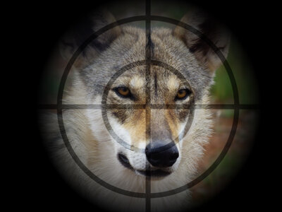 Wird es zukünftig möglich sein den immer größer werdenden Wolfbestand zu regulieren und dadurch mehr Sicherheit für die Pferde zu ermöglichen?  | © Adobe Stock: winterbilder