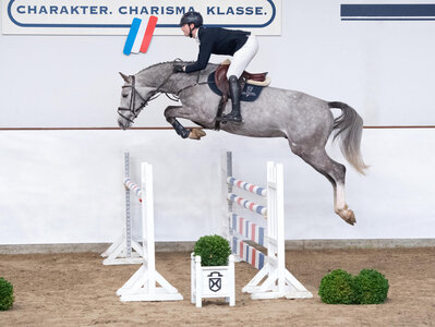 Bei freiem Eintritt präsentieren sich die jungen Holsteiner Verbandshengste am 1. Mai in Elmshorn, darunter auch der jetzt vierjährige United Pleasure v. United Way.  | ©  Janne Bugtrup (frei)