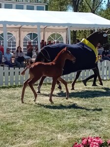 Das Züchterhaus Lange stellte auch 2025 ein Siegerfohlen abstammend von Be my Dancer. | © Schridde