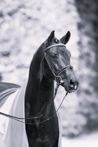 Der Landbeschäler des Landgestüts Warendorf und Hengstlegende Arpeggio musste im Alter von 30 Jahren gehen gelassen werden.  | © Bernd Eylers (Archiv)