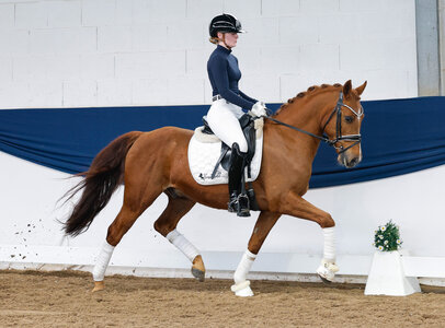 Der hübsche Fuchswallach Danny's Diamond trabte zur Auktionsspitze. | © Ponyforum