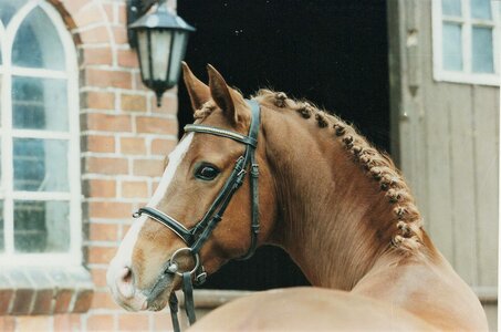 Heidbergs Nancho Nova ist verstorben. | © privat