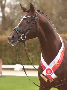 Auslösung unseres gesuchten Hengstes: Reservesieger der Westfalen Körung "Total Gut" von Toto Gold-Floriscount aus der Zucht von Ruth Volkwein und im Besitz von Yara Reichert. | © Bischoff