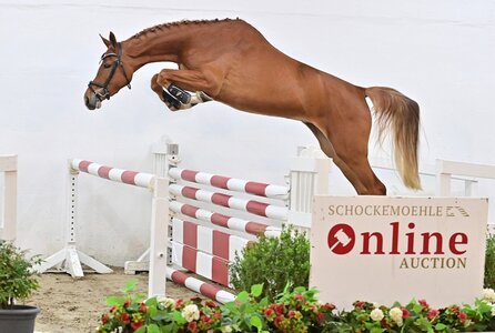 Chaturia PS eröffnet den Auktionsreigen | © Schockemöhle Online Auction