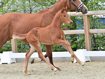 Preisspitze Draven v. Dream Boy – Escamillo – Fidertanz  | © OLD Art