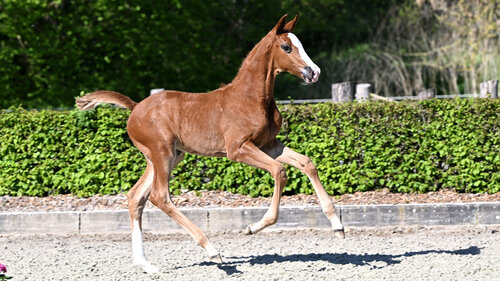 Die Ermitage Kalone-Tochter, Euphoria Z, bereichert das Auktionslot in Hohen Wieschendorf. | © Glantz & Gloria Auktion