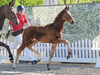 Beliebteste Offerte der Auktionskollektion: Nr. 12 Elüde W v. Escamillo | © Reckimedia