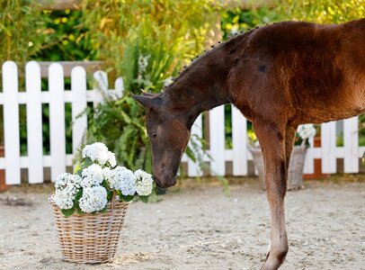 Die Preisspitze markierte "Die Zauberrose" aus dem Zuchtgebiet Weser-Ems | © Ponyforum