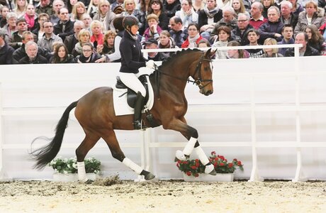 Auch Like a Diamond gehörte einst zur Hengstarmada in Unna. | © Mense