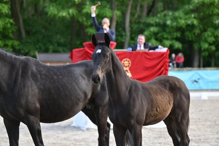 Den höchsten Preis des Auktionsabends erzielte „Energy Berlin“. | © Björn Schröder