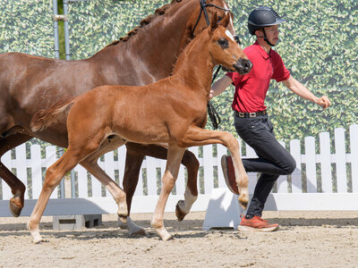 Sorgte für hohe Begehrlichkeiten: Nr. 1 Vitavito Gold v. Va Bene | © Reckimedia