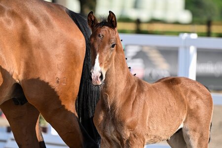 Kat.Nr. 5 Con Karma v. Conkanno PS – Chaman (Springfohlen) | © Beelitz