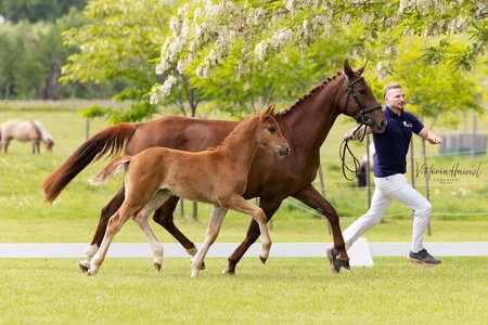 Vielversprechender Springnachwuchs  | © Pferdezentrum Wessely