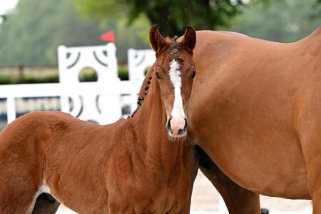 Mit 25.000 Euro markierte er die Preisspitze, Cazuki von Casallco.  | © Beelitz