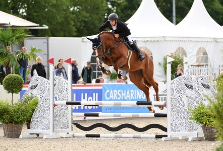 Die Casall-Corofino I-Tochter N-Quinta aus der Zucht von Günther Fielmann (Schierensee), Stamm 223B, avancierte 2023 zur Holsteiner Siegerstute und wurde dann im vergangenen Jahr Landeschampionesse der vierjährigen Springpferde bei den Holsteiner Pferdetagen.  | © Bugtrup