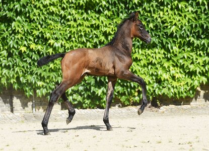 Hengstfohlen vom 25.05.2021 von Aviador x Contendro I. | © NRW Landgestüt, Frerich