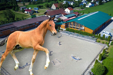 Am Sonntag geht die 3. Süddeutsche Hannoveraner Fohlenauktion in Illertissen ins Bid up. | © Hannoveraner Verband