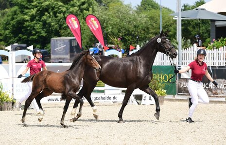 Das teuerste Fohlen der Auktion: United Million HaS v. United Way. | © Janne Bugtrup