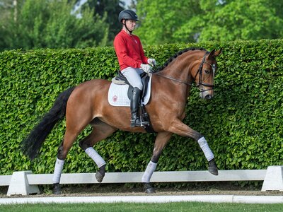 Preisspitze der Westfälischen Sommer-Auktion: Nr. 1 Escaluna v. Escamillo | © Reckimedia