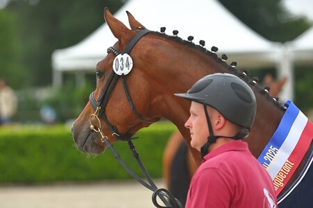 Ein Gesicht zum Niederknien - Holsteins Verbandsstutenschausiegerin Pippi-Lotta von Cascadello I -  Ibisco xx. | © Bischoff