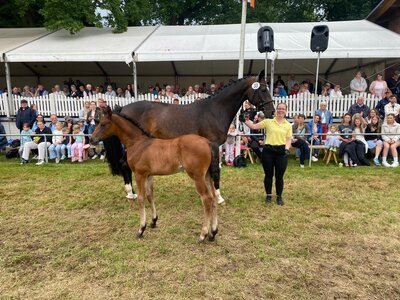 Das Siegerfohlen im Springen von Vincero konnte überzeugen. | © privat