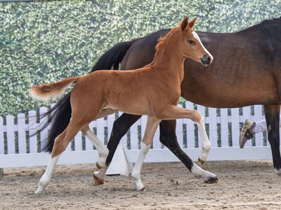 Preisspitze dieser Online-Auktion, die KNr. 1 Fargo v. Fanegro | © Reckimedia