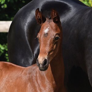 Preisspitze Very Hip v. Verbier – Florenz | © Gr. Feldhaus