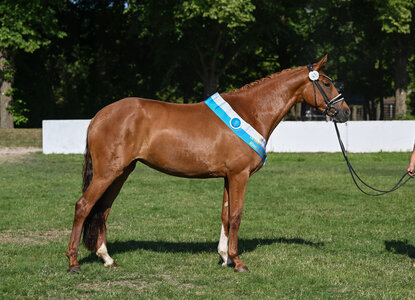 Landes-Siegerstute Dressur: Bonjour la Rouge K  | © Hubert Fischer