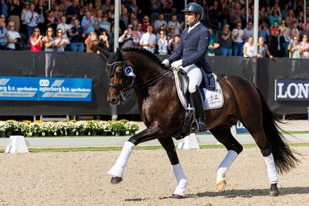 Stellten bei den Sechsjährigen knapp ein Drittel der Sichtungsteilnehmer: der Hengst Escolar (4 Nachkommen) und sein Sohn Escamillo (5), der 2022 selbst Bronzemedaillengewinner der Jungpferde-WM war (im Bild). Archivfoto | © Lafrentz