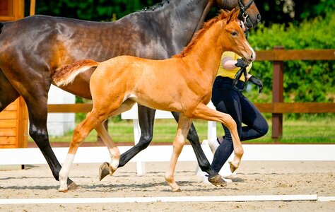 Extra Bella v. Extreme U.S./Belissimo M  | © Hannoveraner Verband