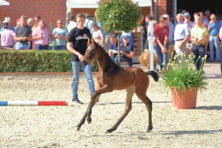 Am 29. Juni öffnet der Zuchthof Klein Hollen zum fünften Mal seine Tore für die Gemeinschaftsfohlenschau vom Hannoveraner PZV Achim und des KB Europa des Holsteiner Verbandes | © Bischoff