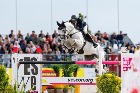 Der Holsteiner Verbandshengst Crack hat einen neuen Besitzer. Zuletzt war der Schimmel unter dem Verbandsbereiter Arne van Heel über 1,60 Meter platziert. | © Lafrentz