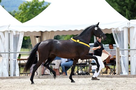 Zoraya v. Zackerey - For Compliment trabte zum Sieg bei den dressurbetont gezogenen Stuten. | © D. Matthaes