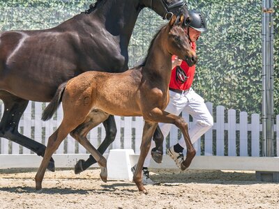 Preisspitze dieser Online-Auktion: Nr. 1 Vivant Vino v. Vino Tinto | © Reckimedia