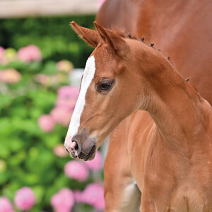 Estella CR v. Ermitage Kalone – Cornet de Semilly – Ogano Sitte.  | © OLD-Art